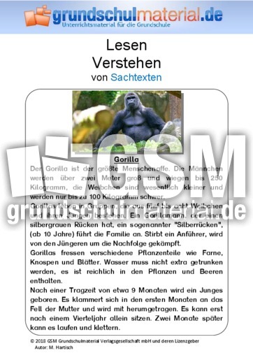 Gorilla - Sachtext.pdf